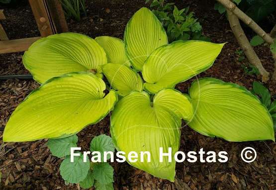 Hosta Night Shift